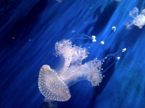 medusa.jpg